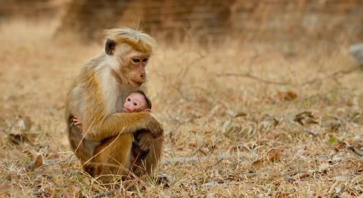 Королевство обезьян (2015) Трейлер смотреть онлайн