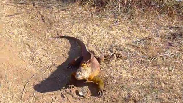 Land Iguana eating cactus - Cerro Dragon, Galapagos смотреть онлайн