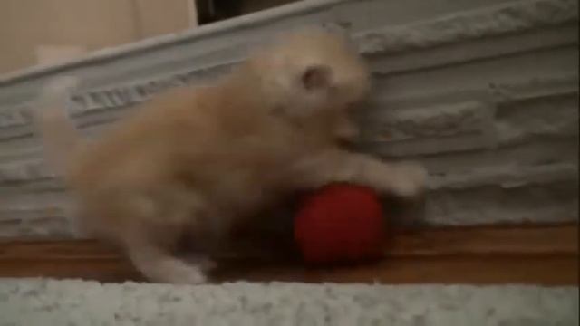 Миленький котенок играет с клубком. Няшка!)милыймаленькийкотенокиграетс клубком смотреть онлайн