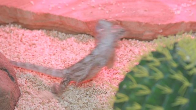 Атака плащеносной ящерицы. Все О Домашних Животных смотреть онлайн