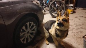 Расскажу чем я кормлю своего собаку - Джейкоба, немецкая овчарка