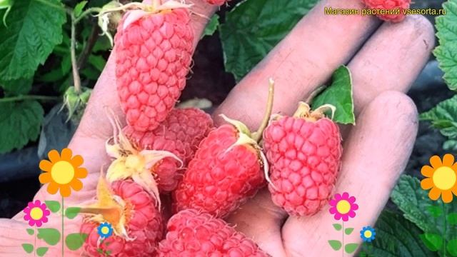 Малина ремонтантная Похвалинка. Краткий обзор, описание характеристик rubus idaeus смотреть онлайн