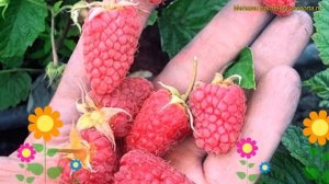 Малина ремонтантная Похвалинка. Краткий обзор, описание характеристик rubus idaeus