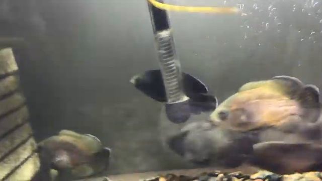 Астронотус (Astronotus ocellatus) подросток в аквариуме. смотреть онлайн