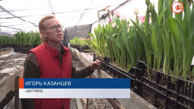 Цветоводы Севастополя готовы к 8 марта