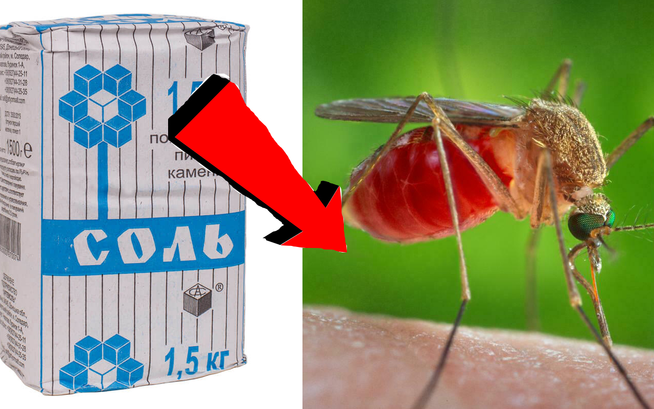 ПОЛЕЗНЫЕ СОВЕТЫ