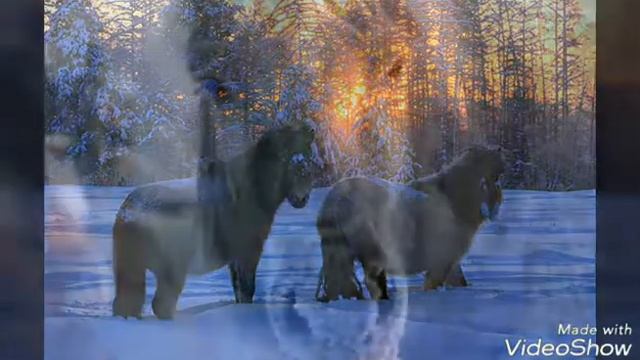 Якутские лошади. Саха аттара. смотреть онлайн