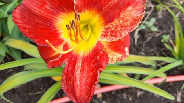 #лилейник #красный / Цветение красного гибридного лилейника смотреть онлайн