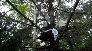 Огромный рой пчёл привился под ловушкой в лесу . Как ловить пчёл . Как снять рой с дерева .