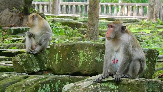 Oh yes !! fell so good, srol nas bong solanh, Jane monkey mating with Santra. смотреть онлайн