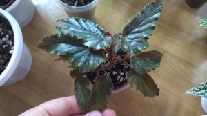 Зима! А мы черенкуем комнатные растения. Тростниковые бегонии .