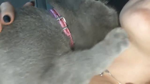 Кошка сошла с ума смотреть онлайн