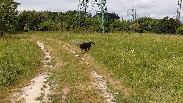 Чин приболел! Что с ним??! Ротвейлер /выгул/ огород. смотреть онлайн