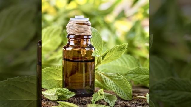 Мятный шоколад #мятныйшоколад #производство #мята #шоколад #эфирноемасло #эфирноемасломяты #chocorey