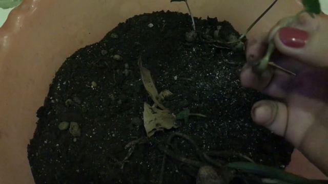 Результат укоренения замиокулькаса смотреть онлайн