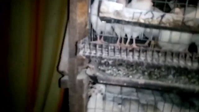 Почему не несутся перепела. Отвечаем на вопросы зрителей. смотреть онлайн