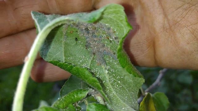 ?Борьба с тлёй препарат?20.05.23 #Батрайдер #город61 #садогород #тля #обработкасада смотреть онлайн