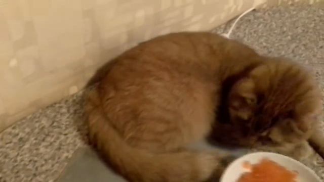 Кот Вэслик не ест икру, любит когда его долго уговаривают. смотреть онлайн