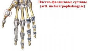 Суставы кисти: строение, биомеханика движений, кровоснабжение, иннервация