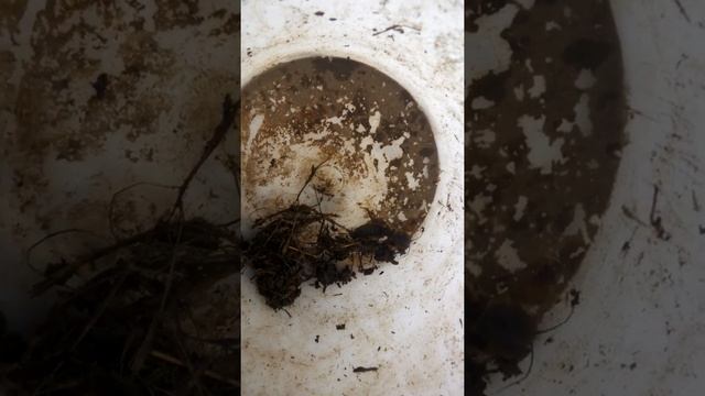 Медведка на даче! смотреть онлайн