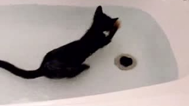 Забавные животные 20 смотреть онлайн