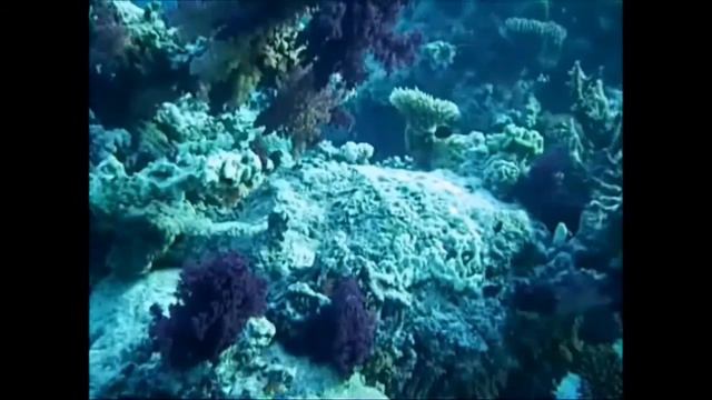 Plongée en Egypte - Mer Rouge - Croisière Nord - Fasma Mahmoudate - 27/11/2007 смотреть онлайн