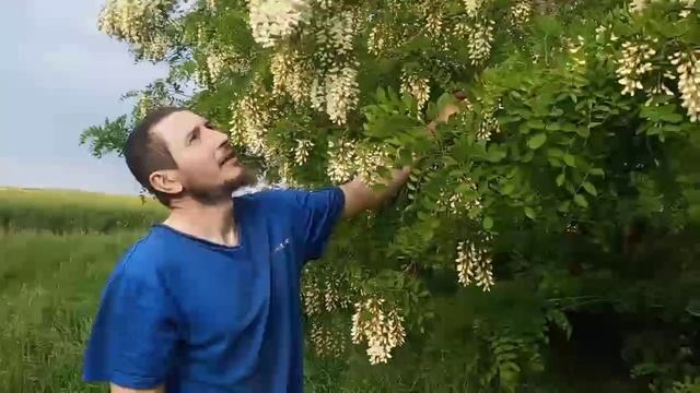 Рапсовый мёд Хранение Рапсового мёда. смотреть онлайн