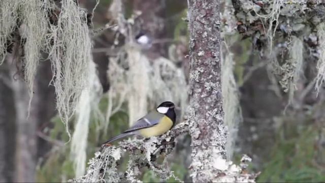 Tits in a Finnish Lichen Forest. смотреть онлайн