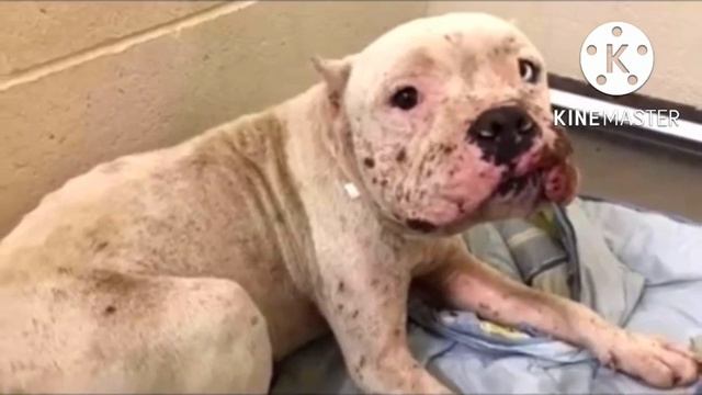 Изуродованная морда и самые добрые глаза в мире, спасение самой милой собаки смотреть онлайн