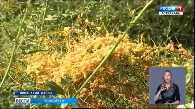 Выявлен очаг повилики полевой в Астраханской области.mp4 смотреть онлайн