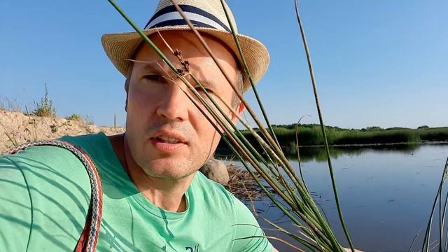 Как выглядит камыш озёрный? смотреть онлайн