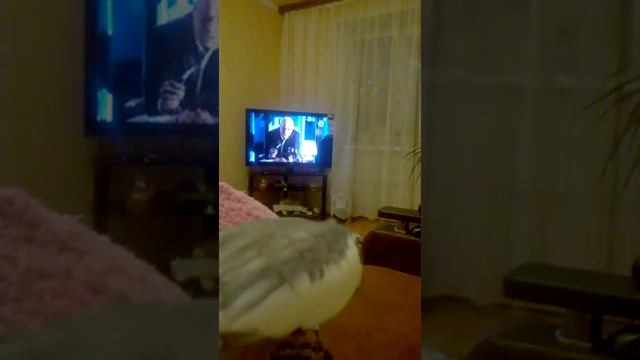 ГОВОРЯЩИЙ ПОПУГАЙ КОРЕЛЛА. СМЕШНОЕ ВИДЕО О ЖИВОТНЫХ. ПРИКОЛ. смотреть онлайн