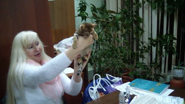 Бабетта Бенгал Балашиха - бенгальский котенок