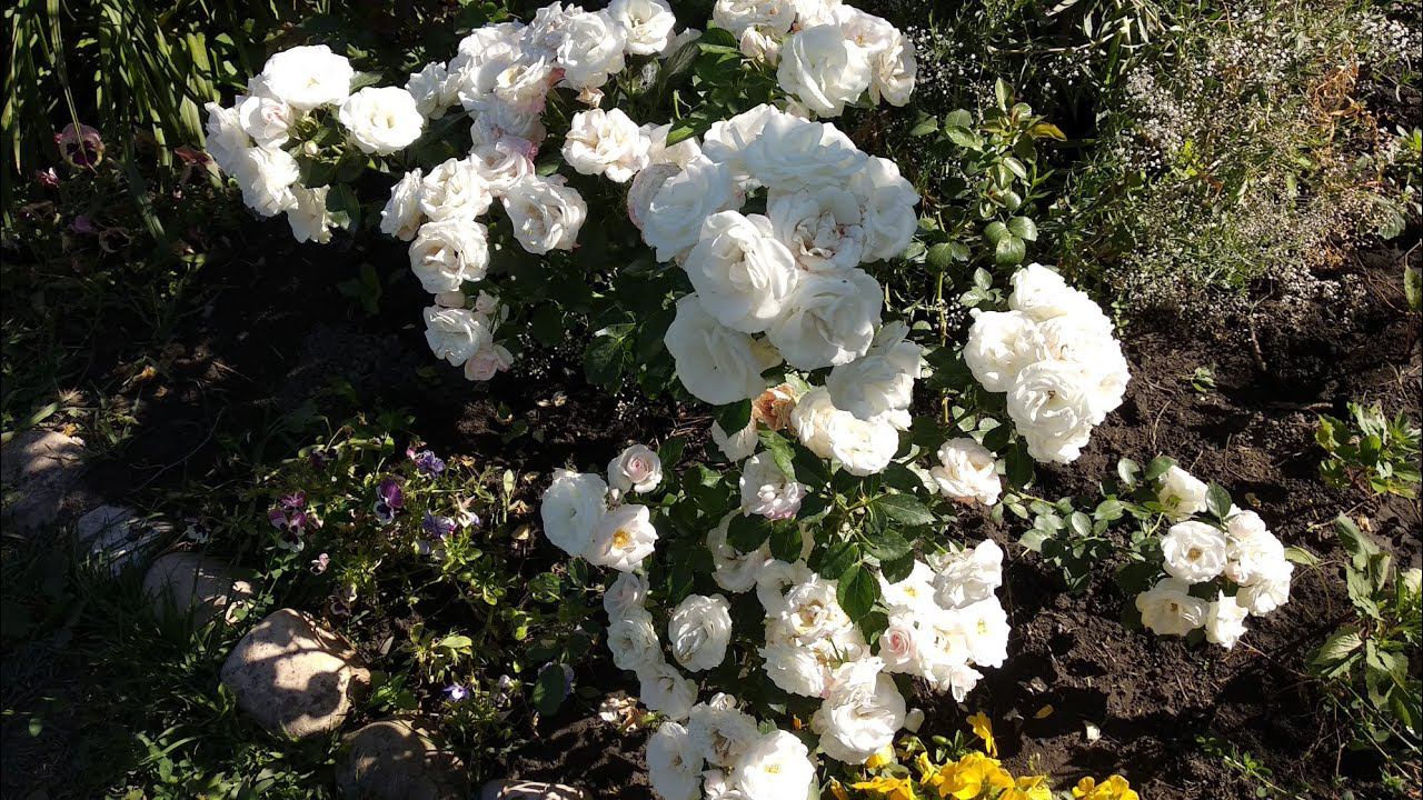 Розы флорибунда.Формы, обрезка и формирование куста. Флорибунда на штамбе. смотреть онлайн