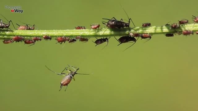 Тлю Разъедает На Глазах! Наконец-то Натуральный Рабочий Способ смотреть онлайн
