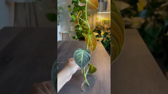 Melanocrysum #philodendron #plants #plantslover #propagation #plantscare #indoorplants #houseplants смотреть онлайн