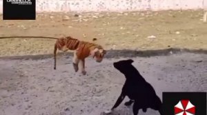 как пугают собак ? прикол.