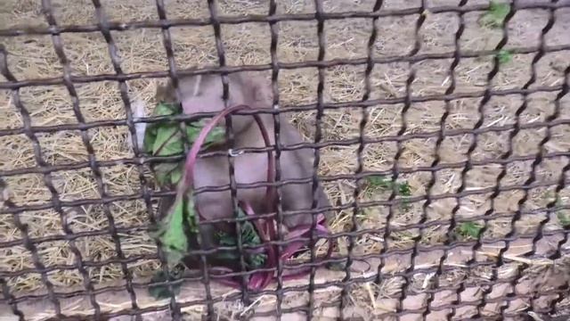 Скунс жадно загрёб угощенье и так же бросил его))) Skunk willingly took the treat and threw it away смотреть онлайн