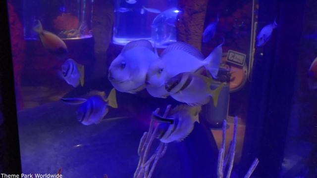 Sea Life Orlando Full Walkthrough смотреть онлайн