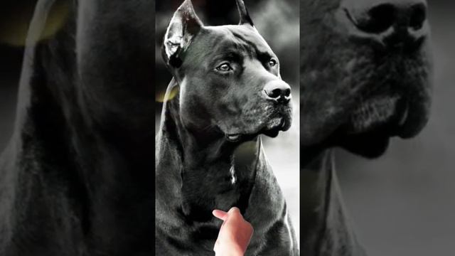 Питбуль-собака убица?Глупости! Какой хозяин такая и собака😏🥀 смотреть онлайн