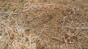 Продам сено в тюках новый укос люцерна