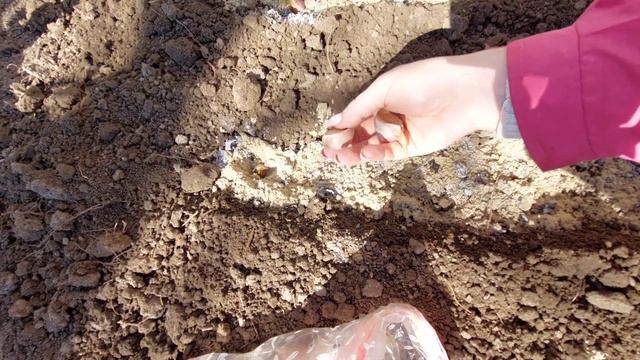 Посадка ЧЕСНОКА ВЕСНОЙ. ГЛАВНЫЕ ПРАВИЛА 🧄 ЧТОБЫ БЫЛ КРУПНЫЙ смотреть онлайн