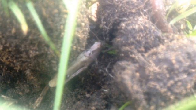 Дикая природа: Муравьи-убийцы смотреть онлайн