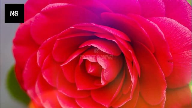 Unik: Middlemist's Red Si Bunga Paling Langka Sedunia смотреть онлайн