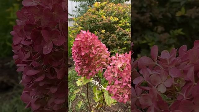 Гортензия метельчатая Пинк энд Роуз Обзор сорта #shorts смотреть онлайн