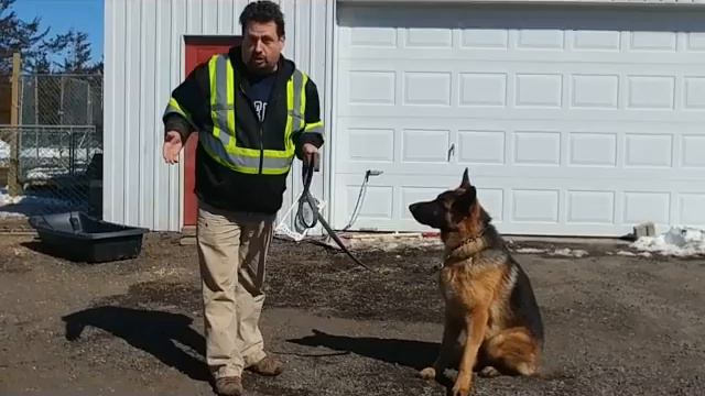 AGGRESSIVE GERMAN SHEPHERD, BE A HANDLER! смотреть онлайн