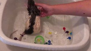 Крыса купается/домашняя крыса