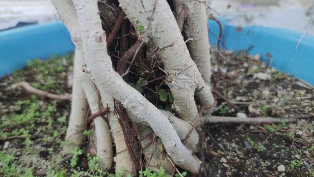 Actualización de la fusión de un ficus benjamines смотреть онлайн