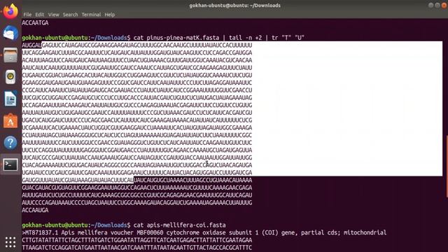 Bioinfocodes Uygulamalı Linux Serisi- 4: DNA'dan RNA'ya Dönüşüm İşlemleri смотреть онлайн