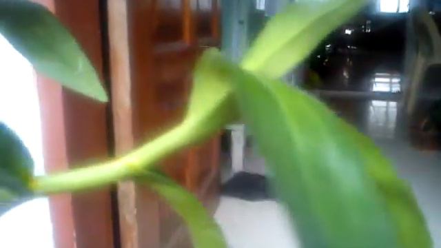 white dendrobium phaeleanopsis and epidendrium orchids смотреть онлайн